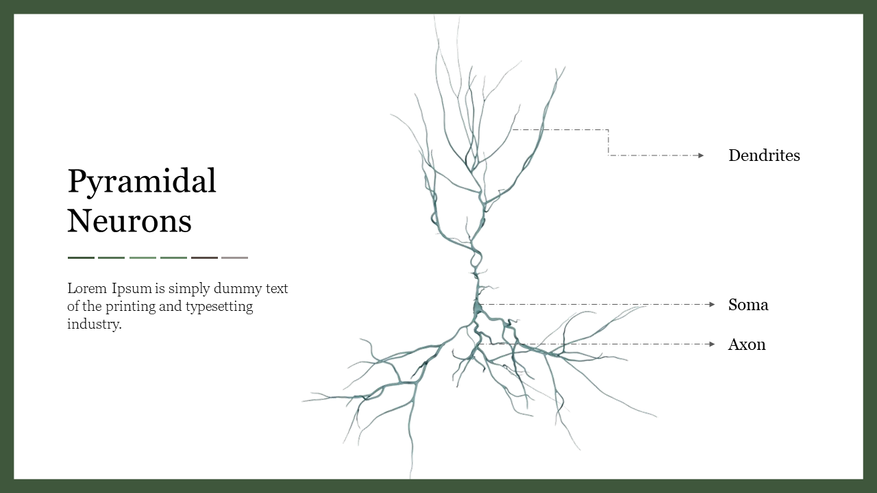 Pyramidal Neurons